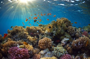 coral bleaching pic 7